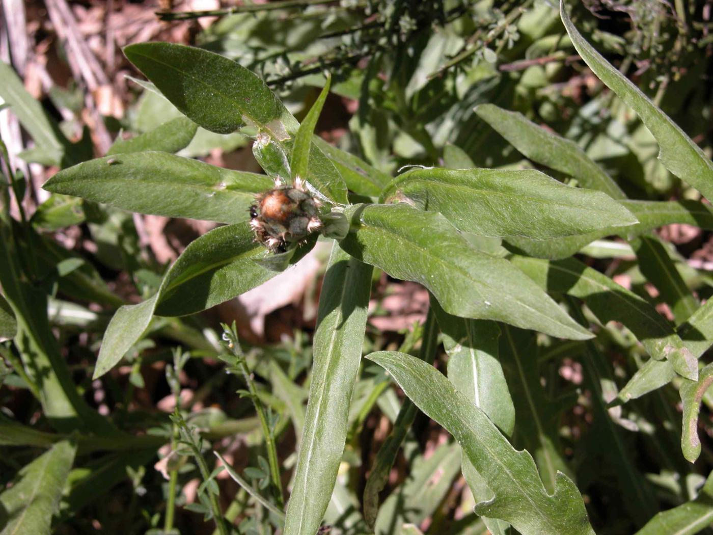 Cornflower, Mountain leaf